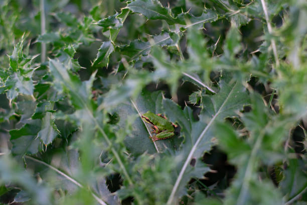 żaba ukrywająca się w zielonych krzakach - frogger zdjęcia i obrazy z banku zdjęć