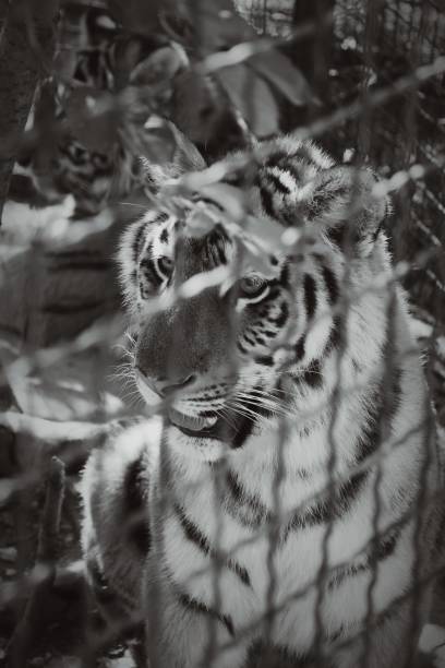 istock young tiger is in a metal cage 1157065033