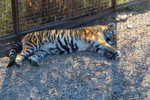 istock tiger cub sleeps on the ground 1157065056