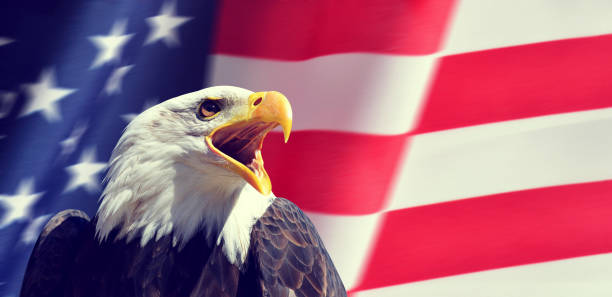 istock American Bald Eagle (Haliaeetus leucocephalus) in the background USA flag. 1157065098