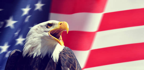 американский лысый орел (haliaeetus leucocephalus) на сша флага. - leucocephalus стоковые фото и изображения
