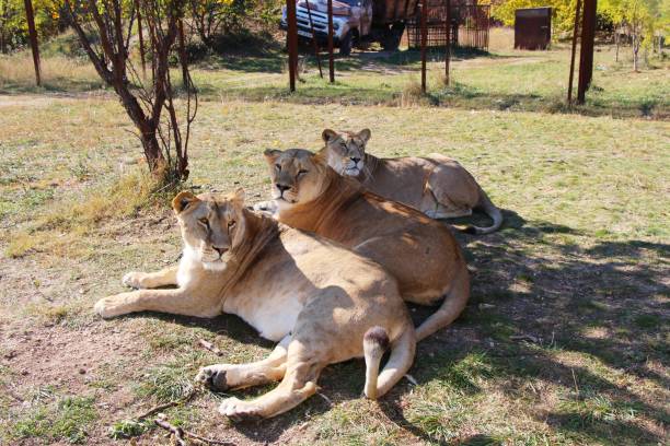 3匹のライオンがサファリパークに横たわっている - safari animals lioness three animals wildlife ストックフォトと画像