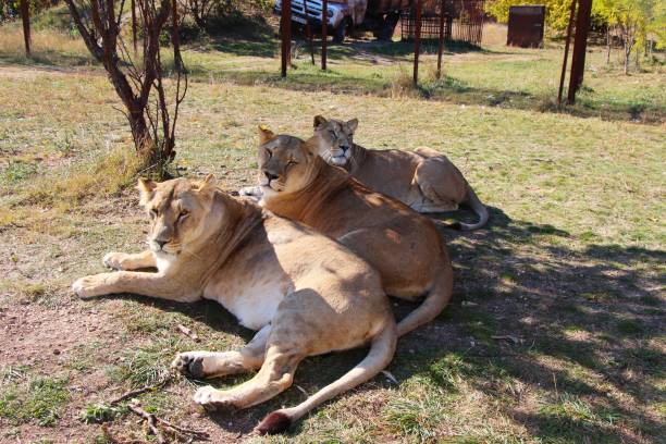 3匹のライオンがサファリパークに横たわっている - safari animals lioness three animals wildlife ストックフォトと画像