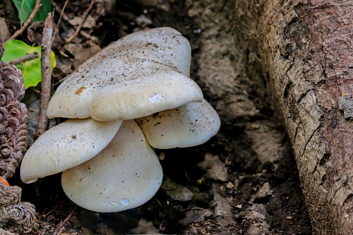 The large white mushroom is on the base of the tree.