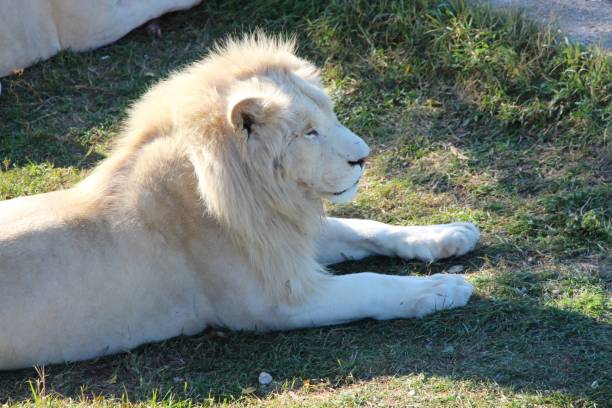 istock Majestic white lion in safari park 1157065360