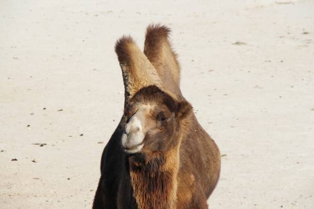 istock Male Bactrian camel on the sand 1157065365
