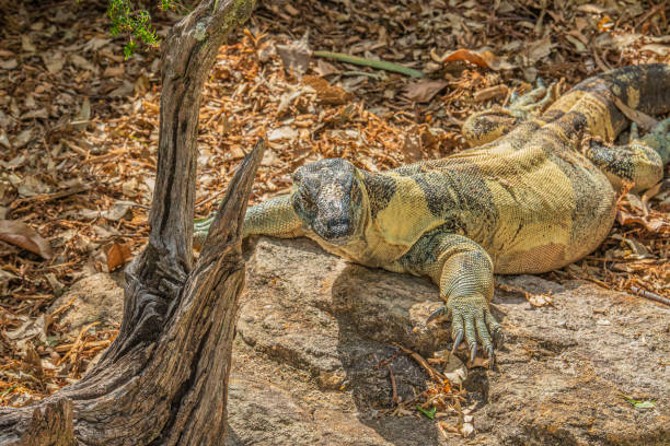 Australian Goanna Lizard, head turned to face camera showing big claws and green scales on back