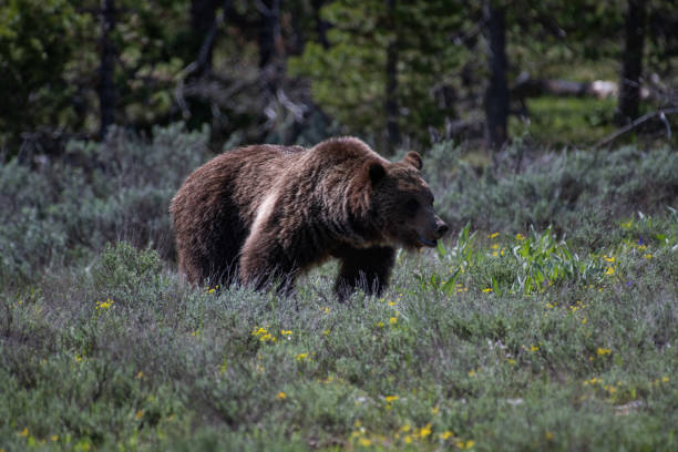 istock Grizzly bear in meadow 1157066805