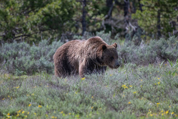 istock Grizzly bear in meadow 1157067011