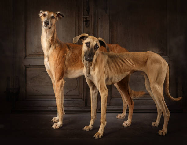 istock Two greyhounds dogs indoors 1157067973