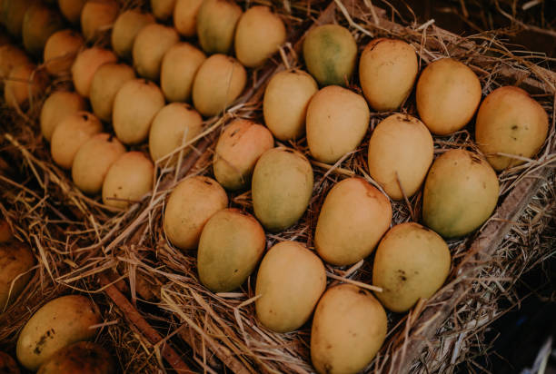 Fresh Mangoes and Melons in the Store