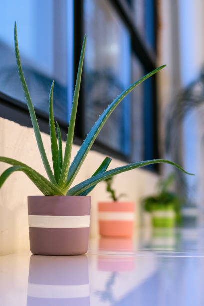 istock Row of houseplants 1157068594