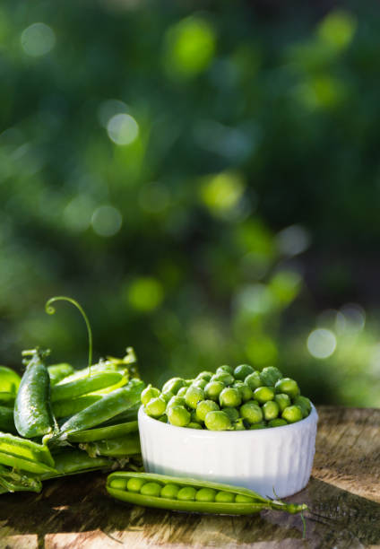 istock Organic Green Peas. Peeled green peas. 1157069444