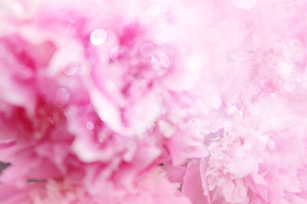 istock beautiful pink peony flower background. Close up 1157069952