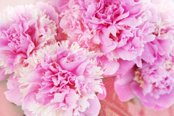 istock beautiful pink peony flower background. Close up 1157069956
