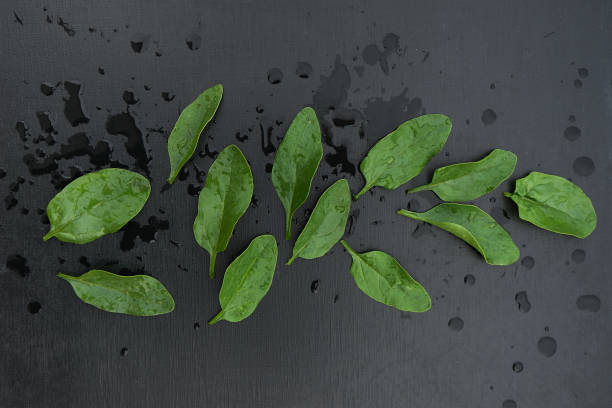 Spinach leaves on black background with water drops