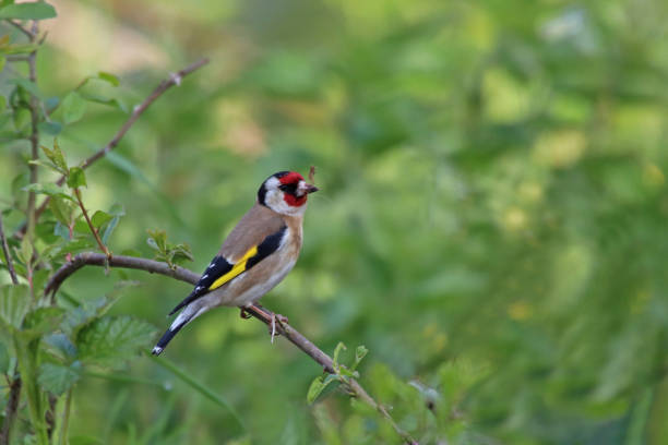 istock Madame elegant thistle builds her nest. 1157072336