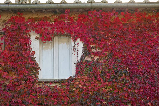 istock window framed by japanese ivy 1157072364