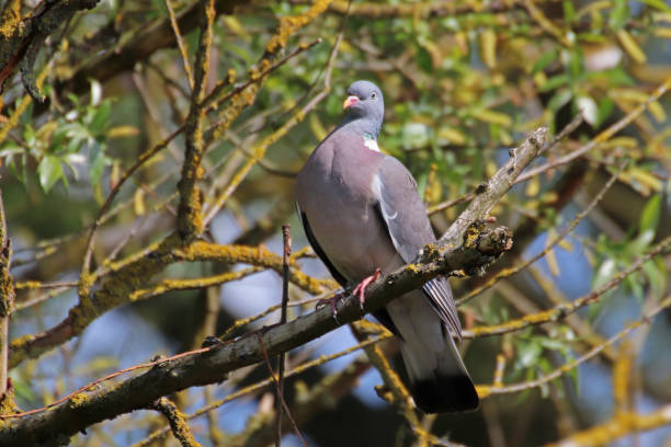 istock The pigeon rowing 02. 1157072373