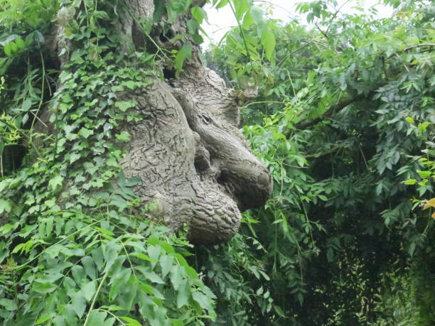 istock bust, tree hiding a woman in her stem, branches and leaves 1157072579