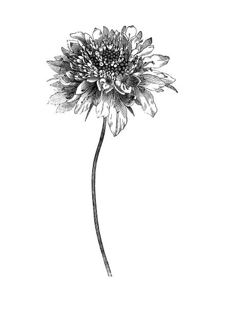 istock Scabious Antique french botanical illustration on white background 1157072932