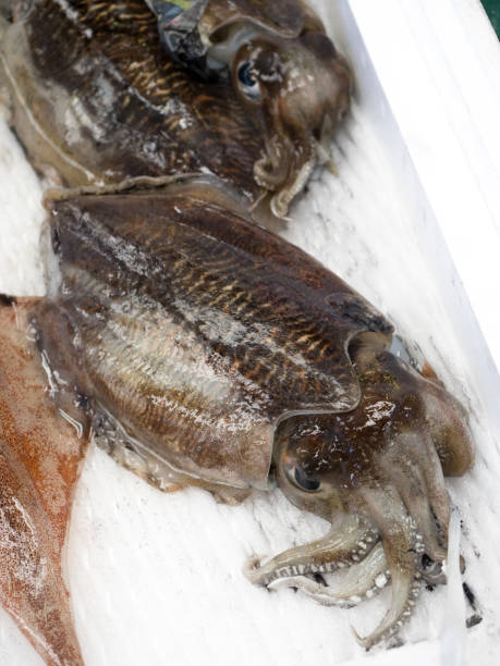 istock Squids lined up in the market 1157073977