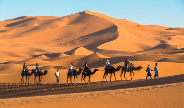 Camels at the Erg Chebbi dunes in the Sahara stock photo