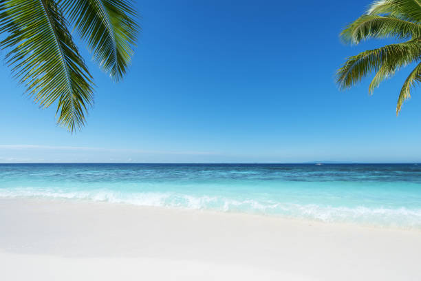 spiaggia paradisiaca tropicale con bellissimo paesaggio marino - coastline branch day summer foto e immagini stock