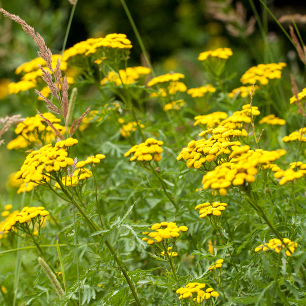 blooming tansy flowering plant tansy in a summer field or in a meadow with bright yellow flowers wild chrysanthemum stock pictures, royalty-free photos & images