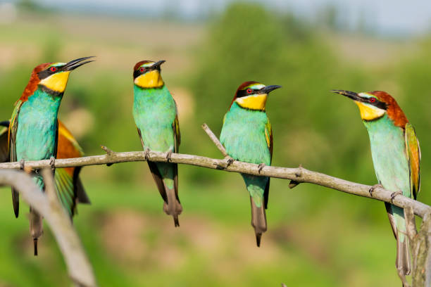 Exclusive life of wild colorful birds Exclusive life of wild colorful birds, wild nature bee eater photos stock pictures, royalty-free photos & images