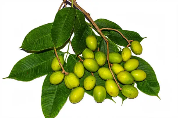 Top view of Spondias dulcis fruits with green leaves on white background.