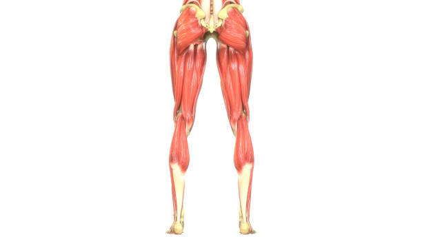 istock Human Muscle Anatomy 1157077020