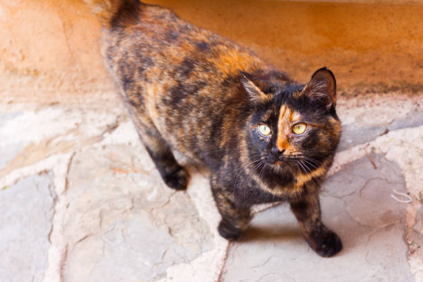 istock Beautiful black and red cat looking into the camera 1157077733
