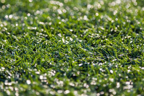 istock Close-up of  green grass with bokeh 1157078708