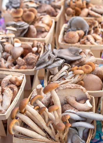 Variety of raw fresh mushrooms in wooden basket . Close up. Farmers Market.