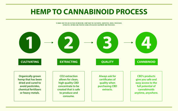Hemp to cannabinoid process horizontal infographic Hemp to cannabinoid process horizontal infographic, healthcare and medical illustration about cannabis cannabis-processing-facility stock illustrations