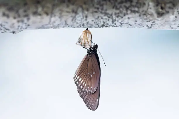 Photo of Butterfly change Chrysalis