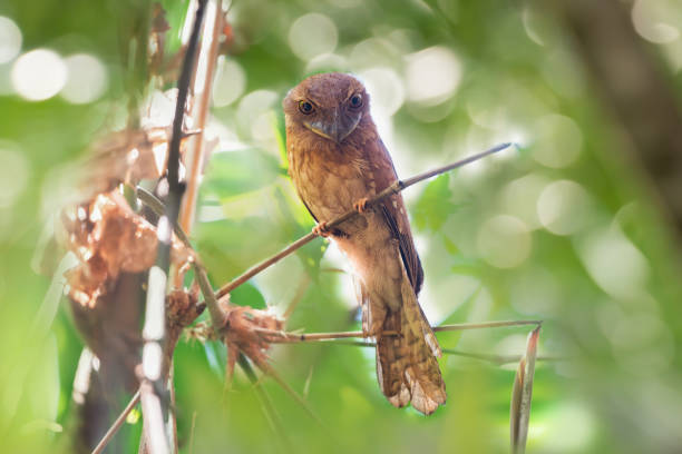 istock Awakening Gould's frogmouth 1157085025