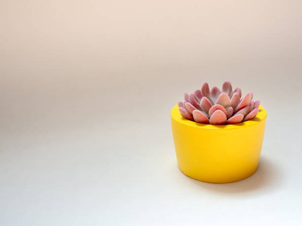 piękna różowa soczysta roślina w żółtym okrągłym betonowym sadzarce. malowany betonowy garnek do dekoracji wnętrz - white pottery textured circle zdjęcia i obrazy z banku zdjęć