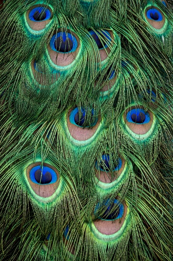 Close up peacock showing its beautiful feathers