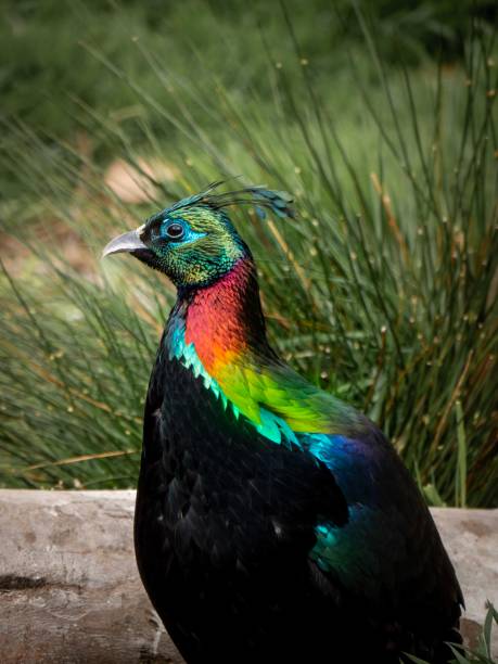istock A Himalayan Monal Pheasant showing off his neck plumage 1157085726