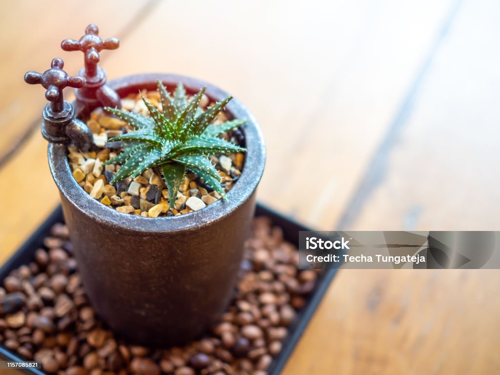 Green succulent plant in modern design ceramic pot on wooden table Close-up green succulent plant in modern design ceramic pot on wooden table with copy space top view. Aloe Stock Photo