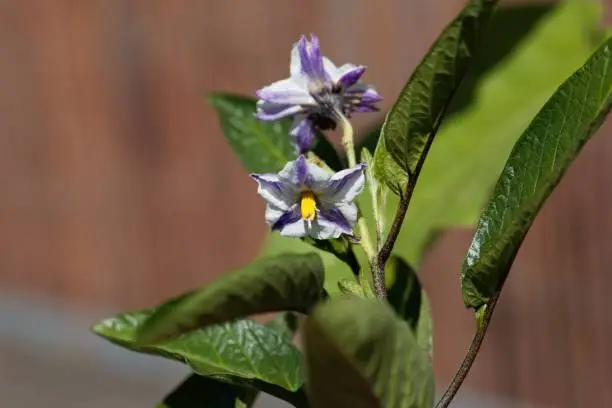 Flower of a pepino dulce plant, Solanum muricatum.