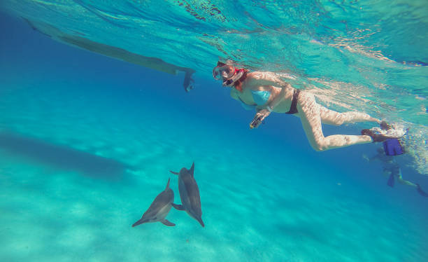 istock Dolphins. A girl swims with dolphins and shoots them on an action camera. 1157089921