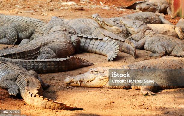 Crocodile A Predator Animal Stock Photo - Download Image Now - Amphibian, Animal, Animal Body Part