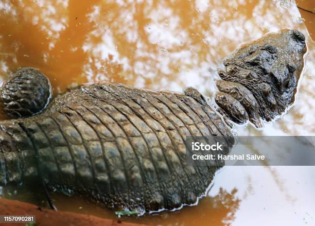 Crocodile A Predator Animal Stock Photo - Download Image Now - Amphibian, Animal, Animal Body Part
