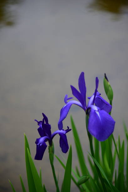 istock Garden in Kanazawa -iris 1157090293