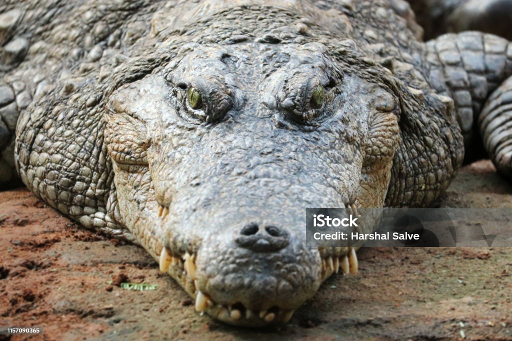 Crocodile a Predator Animal Crocodile is a predator carnivorous animal Amphibian Stock Photo