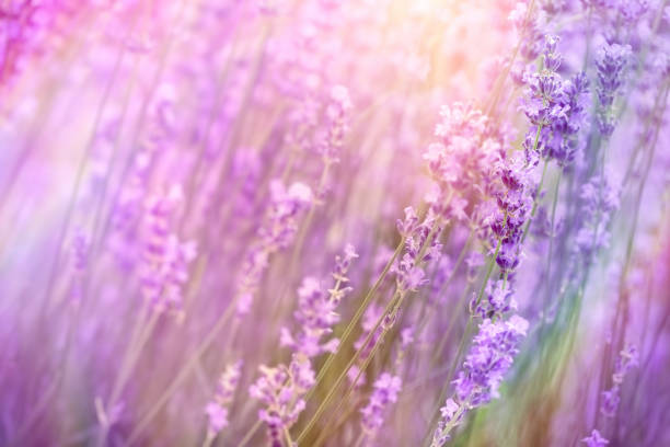 istock Lavender flower in garden, selective and soft focus on flowers 1157091592