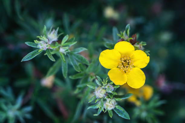 Yellow Potentilia Fruticosa (Shrubby Cinquefoil) blossom Yellow Potentilia Fruticosa (Shrubby Cinquefoil) blossom. Close up. potentilla goldfinger stock pictures, royalty-free photos & images
